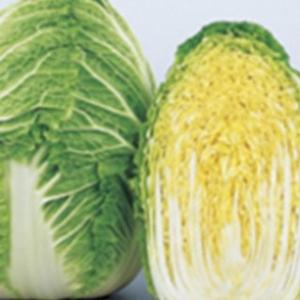 白菜の種 冬月90 実咲小袋 ( 野菜の種 )