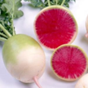 大根の種 天安紅心2号 20ml ( 野菜の種 )の商品画像