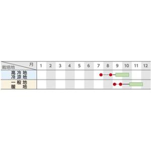 大根の種 天安紅心2号 20ml ( 野菜の種 )の詳細画像1