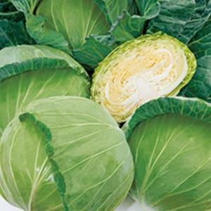 キャベツの種 YR若空 L5千粒 ( 野菜の種 )