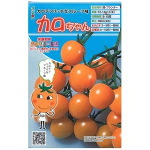 ミニトマトの種 カロちゃん 8粒 （ 種 野菜 野菜種子 野菜種 ） ( 野菜の種 )