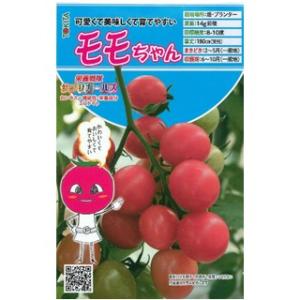 ミニトマトの種 モモちゃん  8粒 （ 種 野菜 野菜種子 野菜種 ） ( 野菜の種 )