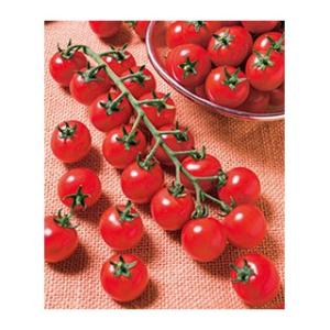 玉ねぎの苗 予約 中晩生 甘玉(七宝甘70）約100本 : 菜園くらぶ Yahoo