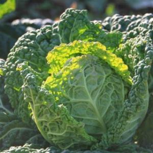 SK9-099 ブロッコリー種子 ペレット5000粒 【野菜種子】【サカタのタネ