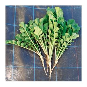 緑肥の種 緑肥用ダイコン　コブ減り大根 1kg