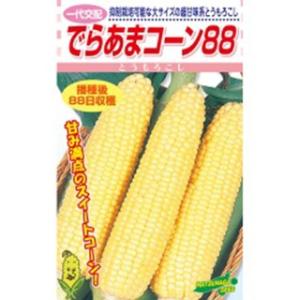 大特価！】野菜の種/種子 おおもの・とうもろこし・スイートコーン