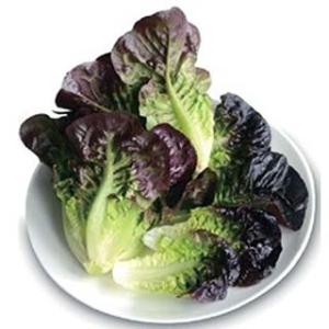 タキイ種苗 レタス ヒートガイ ペレット5000粒 : 種苗・園芸ショップ