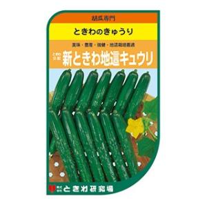 キュウリの種 新ときわ地這 100粒 ( 野菜の種 )｜saien-club