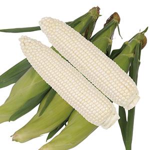 トウモロコシの種 ピュアホワイトSP 200粒