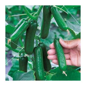 キュウリの種 スナッキュー 小袋 DF ( 野菜の種 )