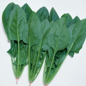 ほうれん草の種 晩抽サマースカイ ＲＦ（４５ｍｌ） ( 野菜の種 )