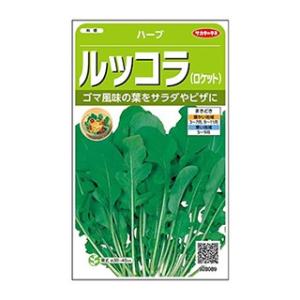 ハーブの種 ルッコラ 実咲小袋 ( 野菜の種 )