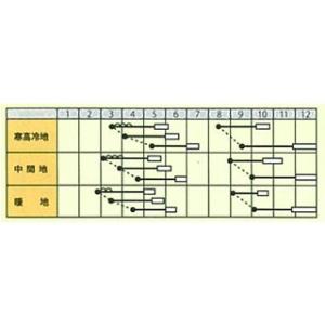 カブの種 味こがね 小袋(約2.5ml) ( ...の詳細画像1
