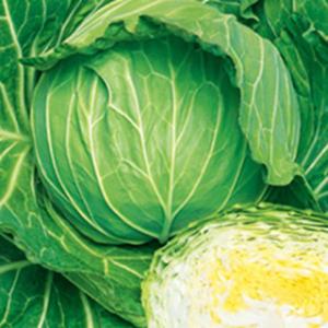 最安値に挑戦 キャベツの種 春のかほりsp L5千粒 菜園くらぶ Yahoo 店 通販 Yahoo ショッピング 公式の Store Loscurricanes Mx