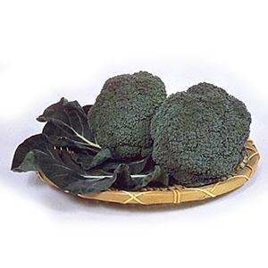 コート種子 ブロッコリー SK9-099 5000 + 500粒 サカタのタネ SK9-099 ブロッコリー種子 ペレット5000粒 【野菜種子】【サカタのタネ