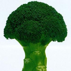 おはよう ブロッコリー種子 5000粒 【野菜種子】 【サカタのタネ
