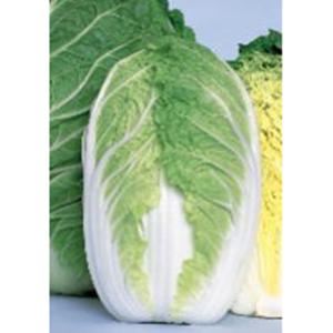 タキイ種苗 レタス ヒートガイ ペレット5000粒 : 種苗・園芸ショップ