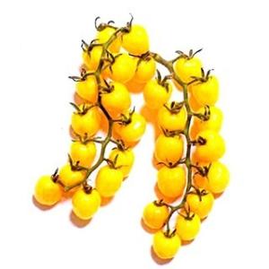トマトの種 CFプチぷよイエロー 小袋 ( 野菜...の商品画像