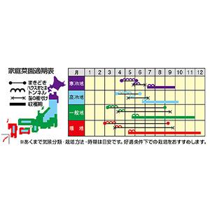 キュウリの種 できすぎなるなる 小袋(14粒)の詳細画像1