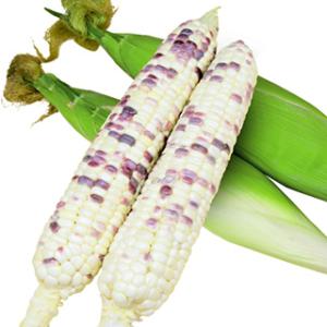 トウモロコシの種 もちもち太郎バイカラー 1dl