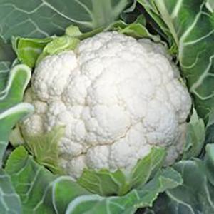 カリフラワーの種 輝月 小袋