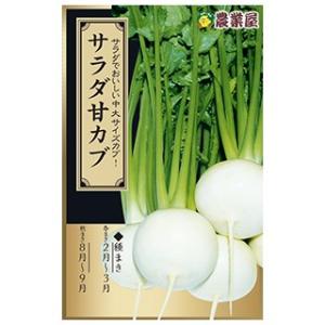 カブの種 サラダ甘カブ 2ml(約430粒) ( 野菜の種 )