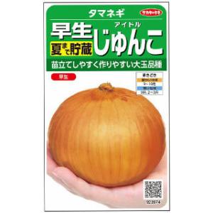 タマネギの種 【 アイドル じゅんこ(早生) 】...の商品画像