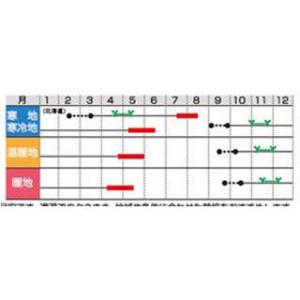 タマネギの種 【 アイドル じゅんこ(早生) ...の詳細画像1