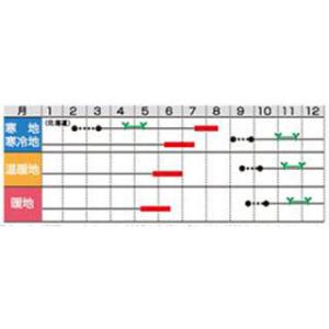 タマネギの種 アイドル ももえ(中晩生) 実咲小袋の詳細画像1