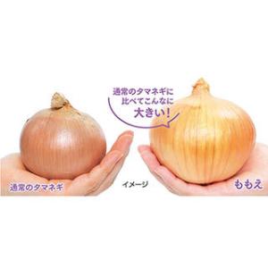 タマネギの種 アイドル ももえ(中晩生) 実咲小袋の詳細画像2