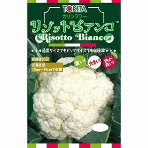 カリフラワーの種 リゾットビアンコ90 2000粒 ( 野菜の種 )