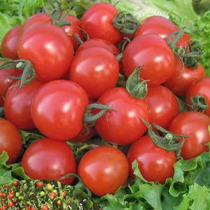 トマトの種 ミニトマト　CFネネ 500粒