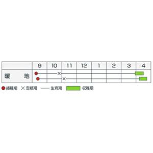 玉ねぎの種 レッドアロー 20mlの詳細画像1