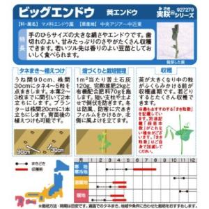 エンドウの種 つるなし莢エンドウ ビッグエンド...の詳細画像1