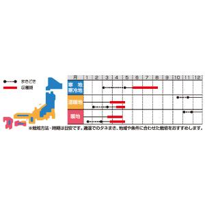 エンドウの種 つるなし莢エンドウ ビッグエンド...の詳細画像2