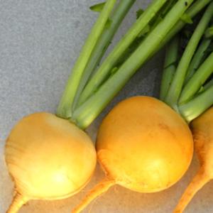 カブの種 黄色カブ おお黄に 2000粒