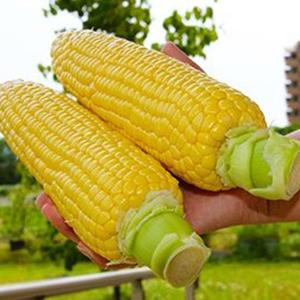 たまねぎの種 もみじ3号 小袋 ( 野菜の種 ) : 菜園くらぶ Yahoo!店
