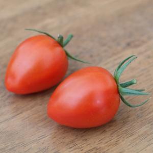 トマトの種 トマトベリー　オペラ 100粒