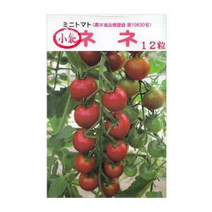 トマトの種 ミニトマト　ネネ 小袋（12粒）｜saien-club