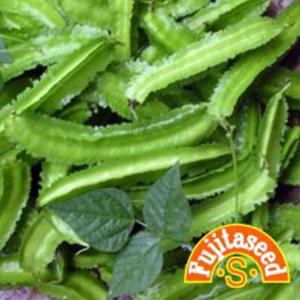 インゲンの種 アスパラガスインゲン（早生琉球四角豆） 小袋