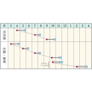 ダイコンの種 二十日大根 ころころラディッシュ...の詳細画像1