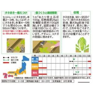 ハクサイの種 冬月90 ペレット実咲 ペレット...の詳細画像1