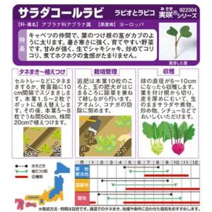 キャベツの種 サラダコールラビ ラビオとラビコ...の詳細画像1
