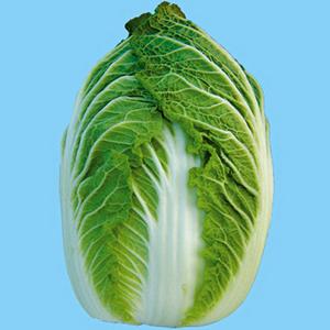 ハクサイの種 冬の恵 小袋