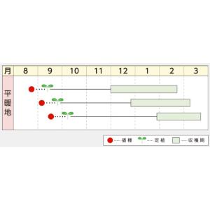 ハクサイの種 冬の恵 小袋の詳細画像1