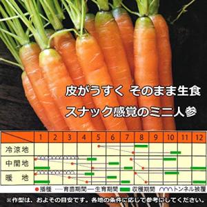 ニンジンの種 メロディーライン 小袋 (約700粒)の詳細画像1