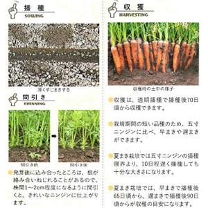 ニンジンの種 メロディーライン 小袋 (約700粒)の詳細画像2