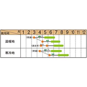 ズッキーニの種 オリーブヤングマン 100粒(...の詳細画像1