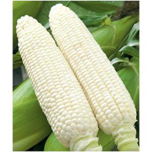 トウモロコシの種 ホイップコーン 2000粒