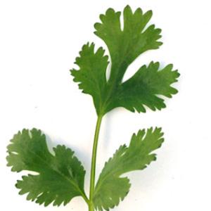 コリアンダーの種 サバイ（晩抽） 2dl